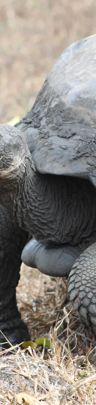 Entdecke Riesenschildkröten auf Santa Cruz